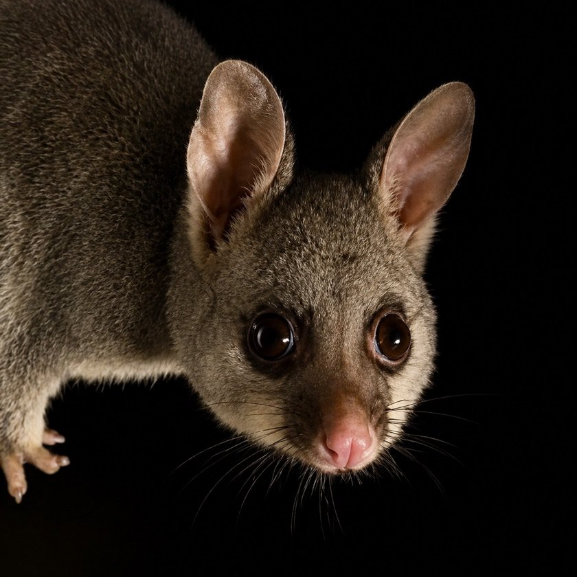 Alice, a brushtail possum, looking directly at the camera