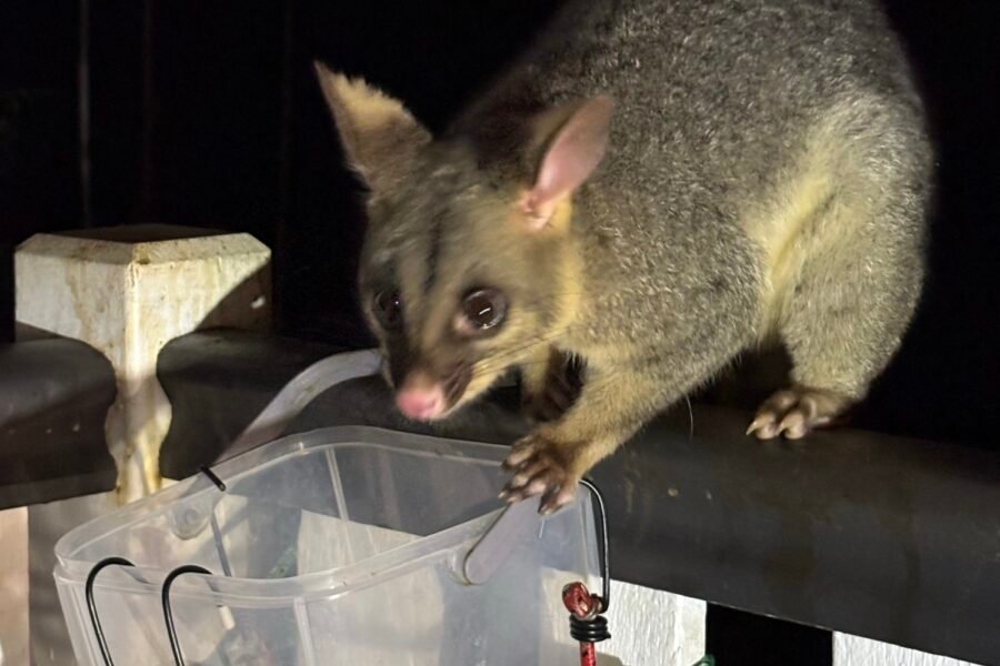 Session 4 Homework: The Possum Who Stays